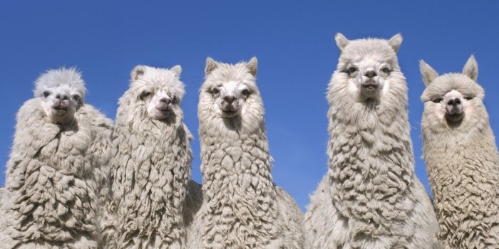 1920x1200 Alpaca HD Wallpapers | 7wallpapers.net