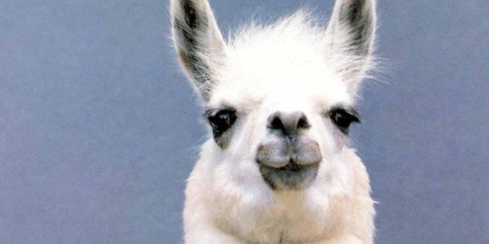 1280x1024 Llama Wallpapers and Background Images - stmed.net