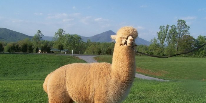 1366x768 Download wallpaper 1366x768 lama, 2015, arizona, washington tablet