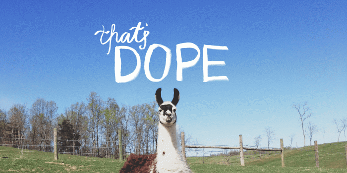 2560x1440 Llama Desktop Wallpaper - 52DazheW Gallery