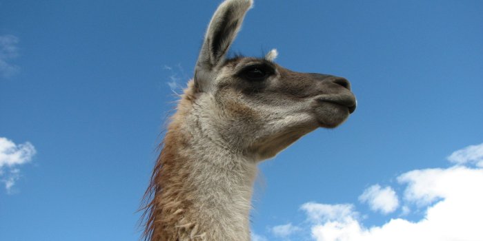 2816x2112 42+] HD Llama Wallpaper on WallpaperSafari