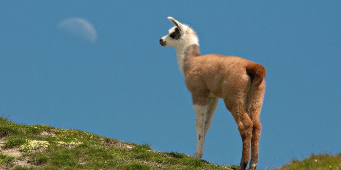 1920x1080 Animal Llama Wallpaper | Escaparate Jacinta F. | Animal wallpaper