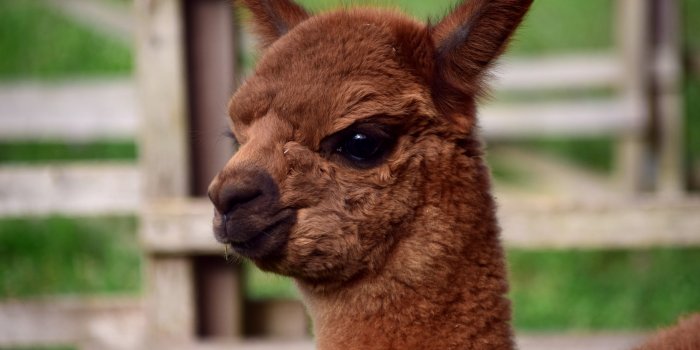 6000x4000 Brown llama head, Alpaca, Muzzle, Cute HD wallpaper | Wallpaper Flare