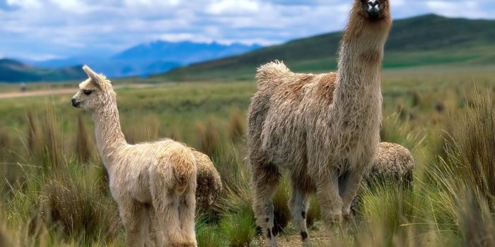 1600x1200 Llama | Llama Wallpapers! - Alpacas And Llamas Wallpaper (28337713