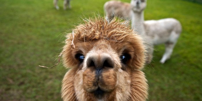 4256x2832 Kawaii Llama Wallpapers - Top Free Kawaii Llama Backgrounds