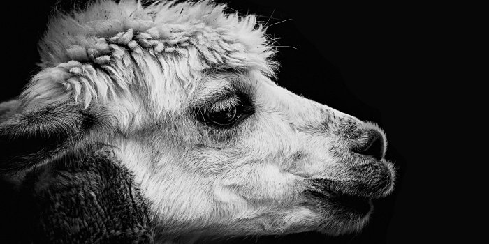 3840x2160 4K Black Lama Wallpaper HD