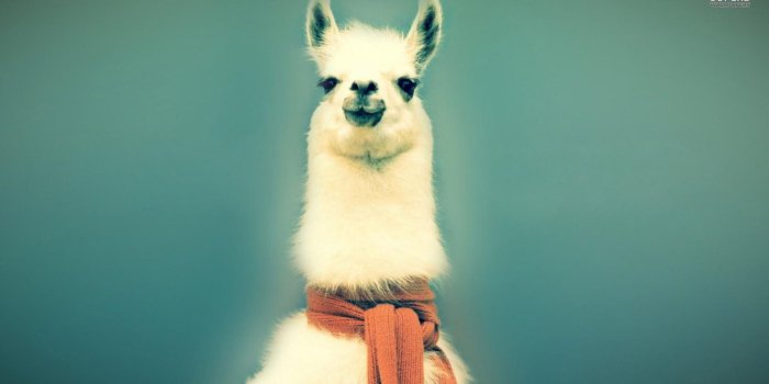 1920x1080 Llama Wallpapers