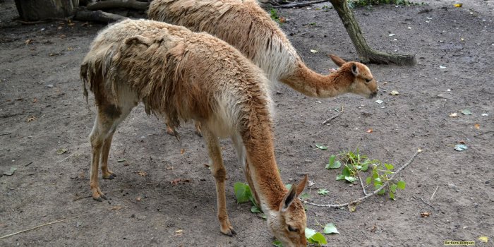 2560x1440 Llamas in zoo - Barbaras HD Wallpapers