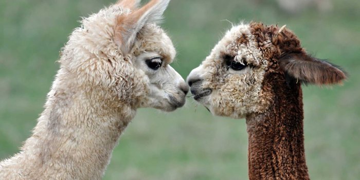 2560x1600 Free Download Incredible Pictures, 29 Alpaca High Quality Wallpapers