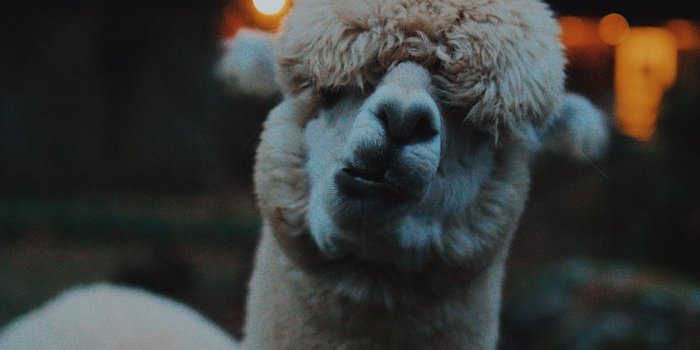 938x1668 Download wallpaper 938x1668 lama, llama, funny, camel, emotions