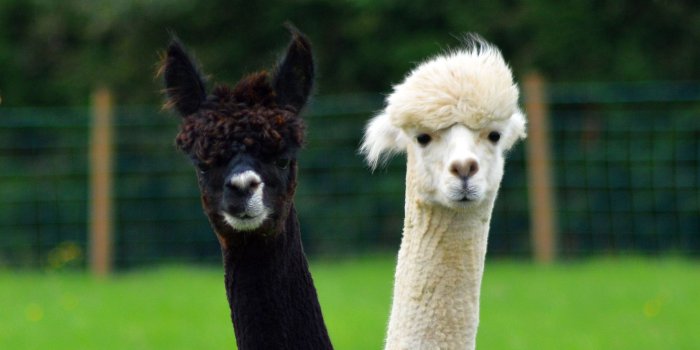 1920x1080 Best 47+ Alpaca Wallpaper on HipWallpaper | Kawaii Alpaca Background