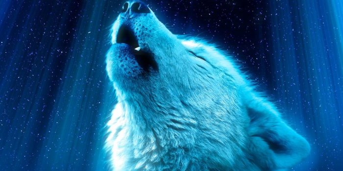 1024x768 Ultra HD Animals Wallpaper (69) | My Best Wishes