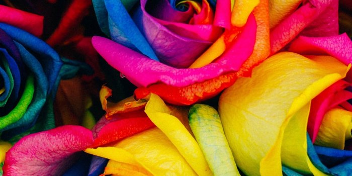 2048x2048 50+ Rainbow Roses Wallpapers on WallpaperPlay