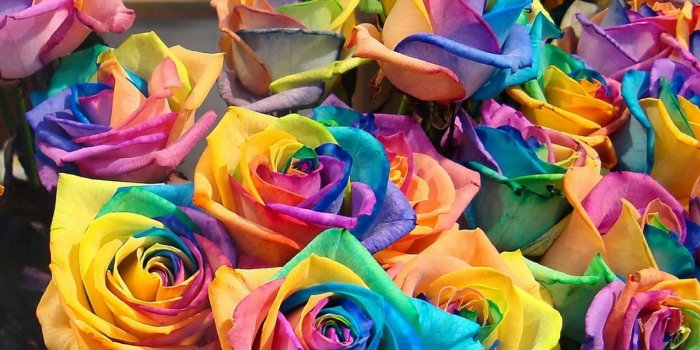 1600x1200 Rainbow Roses | HD Flowers Wallpapers for Mobile and Desktop