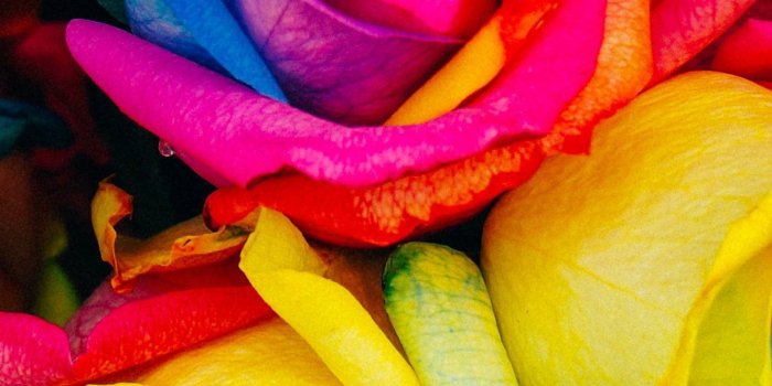 1440x2560 Rainbow Roses Wallpaper - iPhone, Android & Desktop Backgrounds