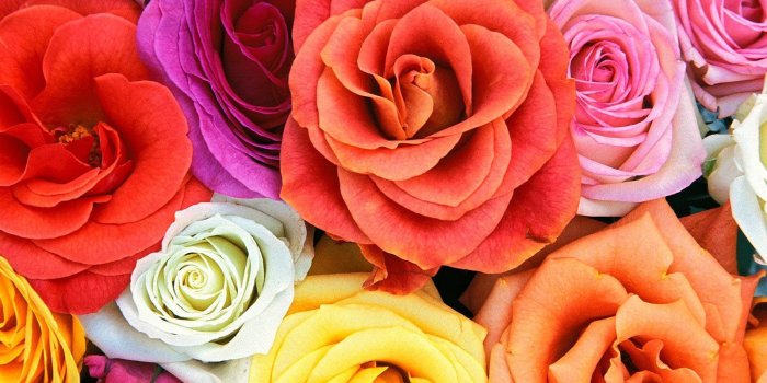 1600x1200 Flower Wallpaper Background, HD Wallpaper, Beautiful Wallpaper