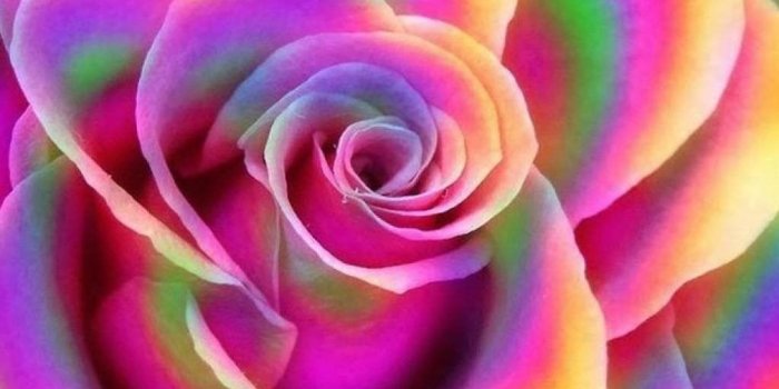 1024x768 Colorful Roses Desktop Wallpapers - Top Free Colorful Roses Desktop