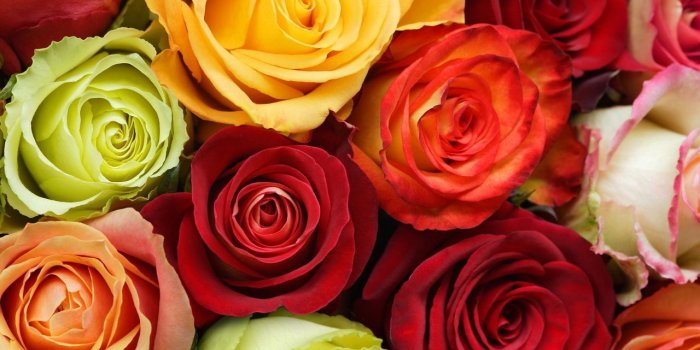 1280x800 multy+color+roses | Download Wallpaper Multi-colored roses