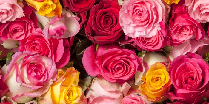 5600x4203 Wallpaper Roses, Colorful, Red roses, Pink roses, HD, 5K, Flowers, #3939