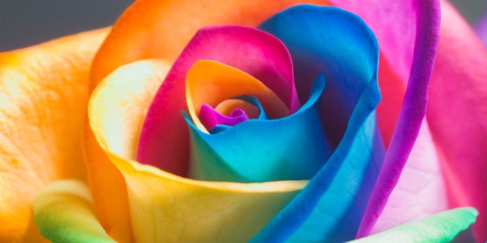 2560x1600 Beautiful Rose Flowers | rainbow rose flower hd cool spring hd