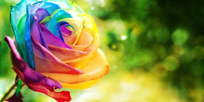 1600x1000 Colorful Rose Wallpapers, Colorful Rose Desktop Wallpapers
