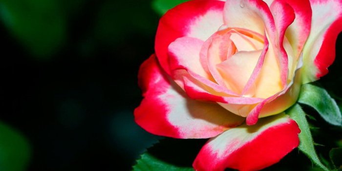 2560x1600 Beautiful colorful rose wallpapers | Freshwallpapers