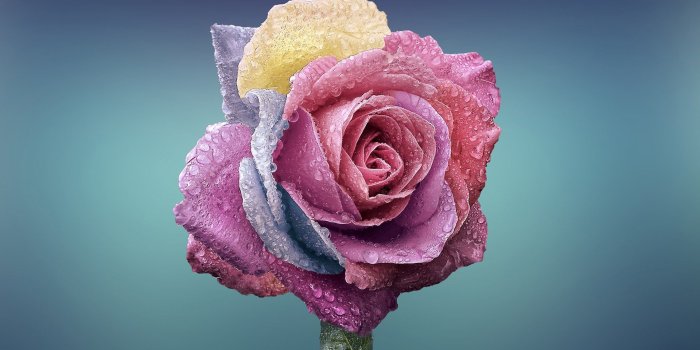 1920x1080 Download desktop wallpaper Colorful Rose 1920x1080