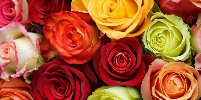 1920x1080 Colorful roses wallpaper - Flower wallpapers - #44343