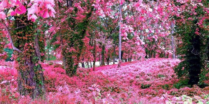 1024x768 Rose Colour Wallpaper - (39+) Group Wallpapers