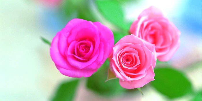 3072x2048 Awesome Colorful Flower Wallpapers - Flowers Healthy