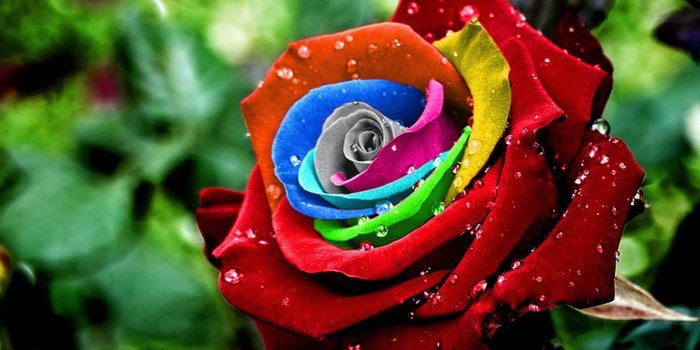 1600x1200 Clovisso Wallpaper Gallery: Colorful Rose Wallpapers