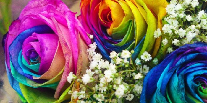 1024x768 Flowers: Babysbreath Rainbow Roses Flowers Flower Background Hd