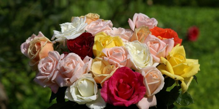 1920x1200 Most beautiful roses HD desktop wallpaper : Widescreen : High