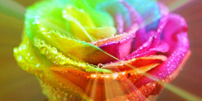 1280x1024 Sat 13 Jun 2015 - 1024x768px Rainbow Rose Desktop Wallpapers