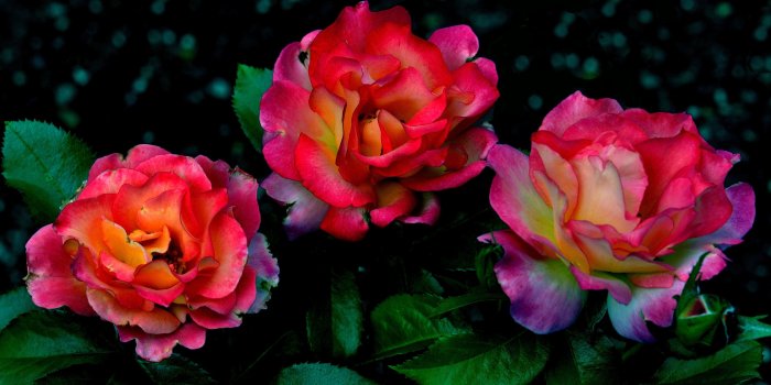 4286x2372 Flowers: Colorful Flora Pretty Roses Flowers Rose Flower Hd Theme