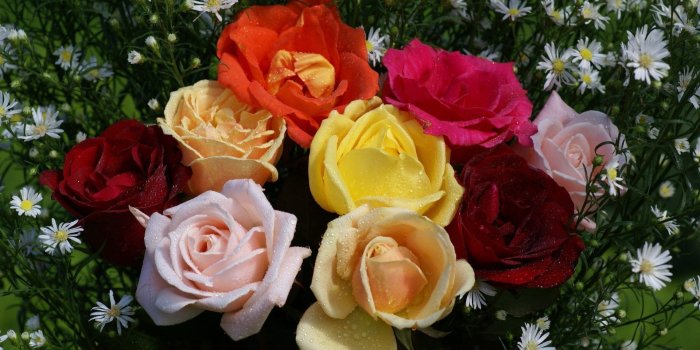 1920x1080 Group of Colorful Roses Wallpaper Widescreen