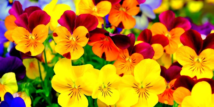 2048x1371 Colorful Flowers Beauty Pansies Bright Lovely Nature Beautiful Pansy