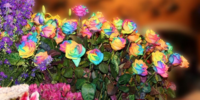 1920x1080 Rainbow Rose Seeds Multi colored Rose 5 Seeds Rose Flower Seeds