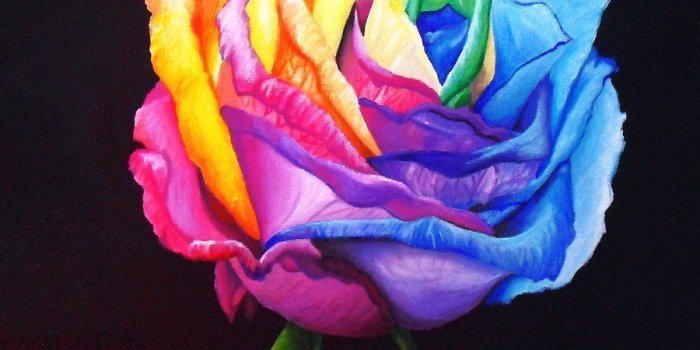 900x934 rainbow flowers wallpaper | Kayaflower.co