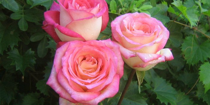 1600x1200 Roses Bouquets Wallpapers