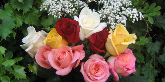 1920x1200 Colorful Roses Wallpaper - Yellow White Pink Rose, Hd Wallpapers