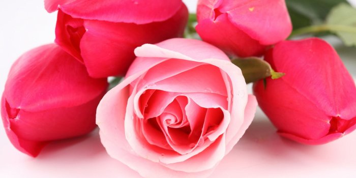 2560x1706 Rose Flower HD Wallpapers