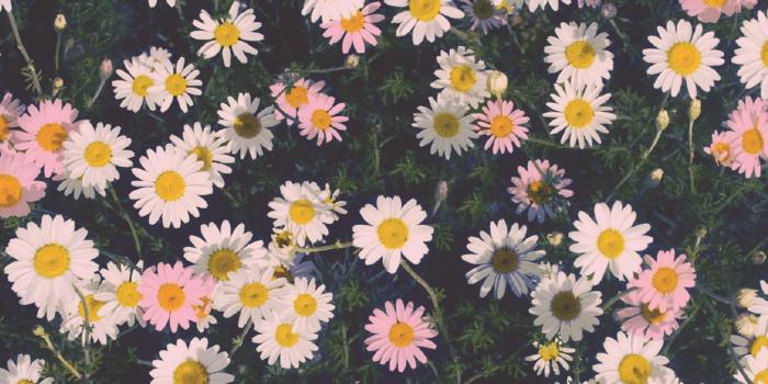 1920x1200 Daisy Flowers Tumblr Wallpaper Free #o2t | wallpaper in 2019