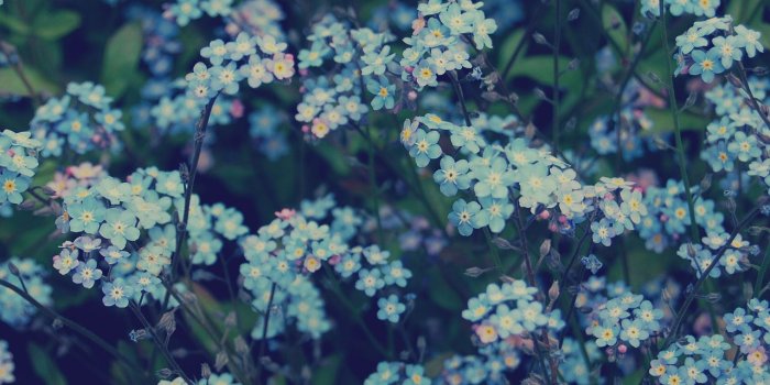 1280x851 Flowers Tumblr (#297623) - HD Wallpaper Download