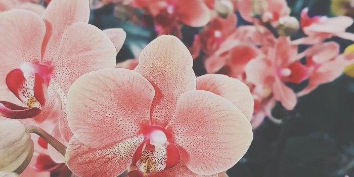 1280x1600 Aesthetic Flowers Wallpapers