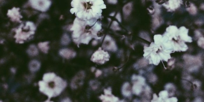 1368x855 Flower Background Tumblr Aesthetic