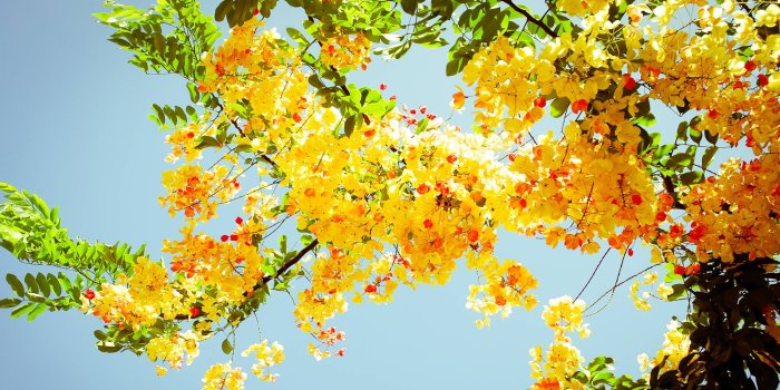 2400x1350 Full hd flowers wallpapers - SF Wallpaper