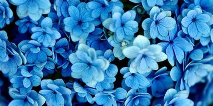 1280x1024 cynthia-selahblue (cynti19) Wallpaper: blue flowers | Blue flower wallpaper,  Blue flower pictures, Blue flowers images