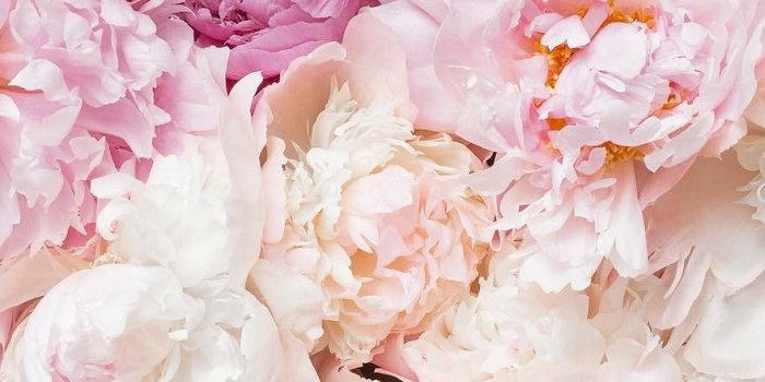 880x1080 Aesthetic Flower Background Wallpaper – Free Download Wallpaper