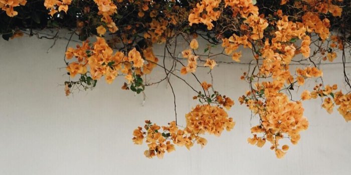 1080x1349 Aesthetic Flowers Wallpapers